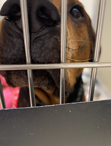 Sticking his nose against the bars to smell me, this dog stole my heart with his big brown eyes, slow wag, and wet tongue that was always looking for someone to lick.